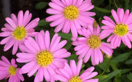 Brachyscome angustifolia Pink