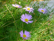 Brachyscome Blue Moon