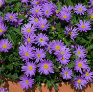 Brachyscome angustifolia Brasco Violet