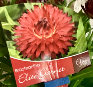 Bracteantha Elite Garnet