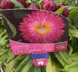 Bracteantha Elite Pink Sapphire