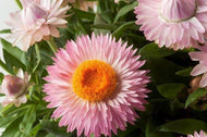 Bracteantha Dreamtime Jumbo Light Pink