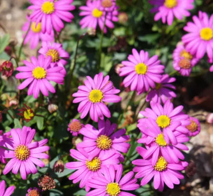 Brachyscome Elite Magenta