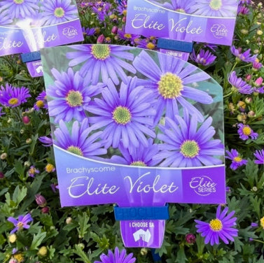 Brachyscome Elite Violet