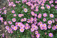 Brachyscome Fresco Candy