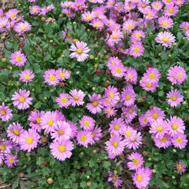 Brachyscome Fresco Candy
