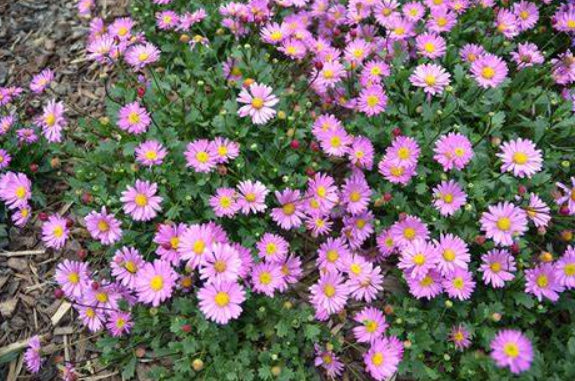 Brachyscome Fresco Candy