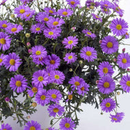 Brachyscome Fresco Purple