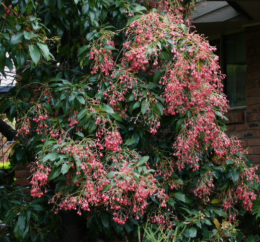 Brachychiton Jerilderie Red