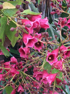 Brachychiton Magenta Bells