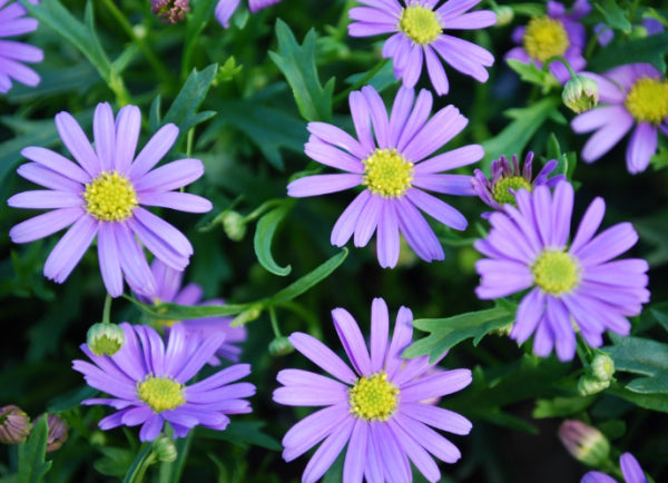 Brachyscome Mauve Bliss