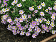 Brachyscome Mauve Delight