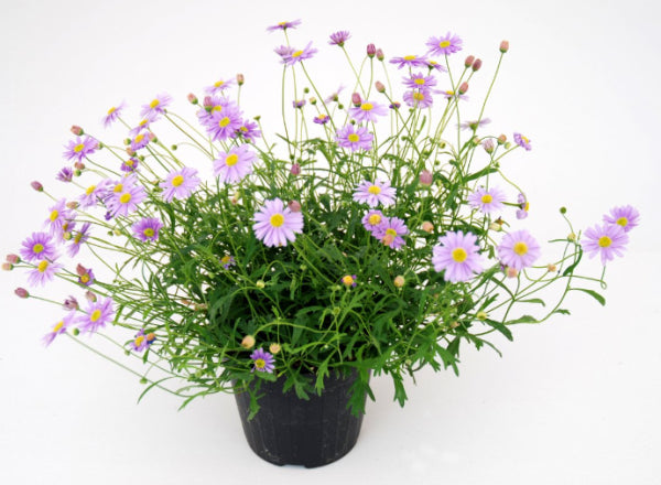 Brachyscome Mauve Mystique