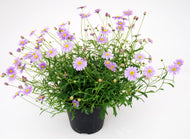 Brachyscome Mauve Mystique