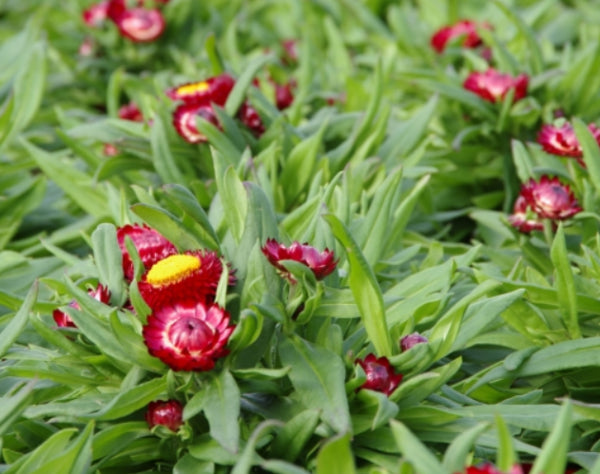 Mohave Dark Red Everlasting Daisy