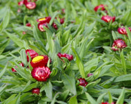 Bracteantha Mohave Dark Red