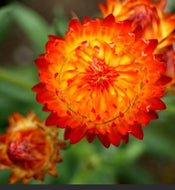 Mohave Orange Everlasting Daisy