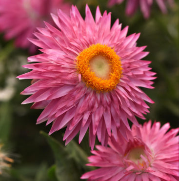 Bracteantha Mohave Pink