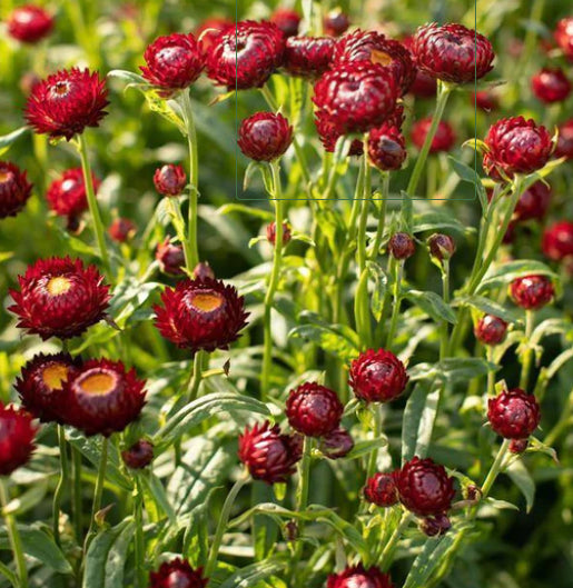 Mohave Purple Red Everlasting Daisy