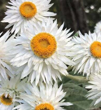 Bracteantha Mohave White