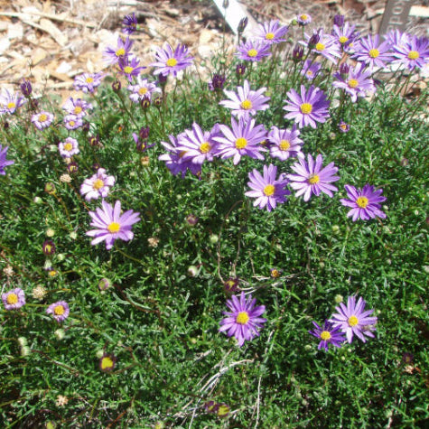 Brachyscome multifida Break O Day