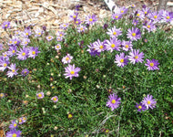 Brachyscome 'Break O Day'