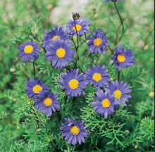 Load image into Gallery viewer, Brachyscome multifida Country Lights
