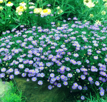 Brachyscome multifida Country Lights