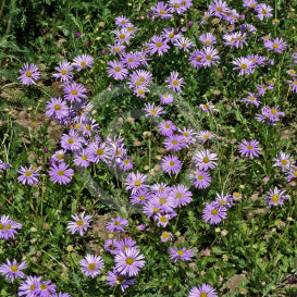 Brachyscome multifida Jumbo Mauve