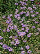 Brachyscome multifida Jumbo Mauve