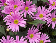 Brachyscome multifida Pink