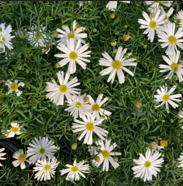 Brachyscome multifida Surdaisy White