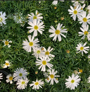 Brachyscome multifida Surdaisy White