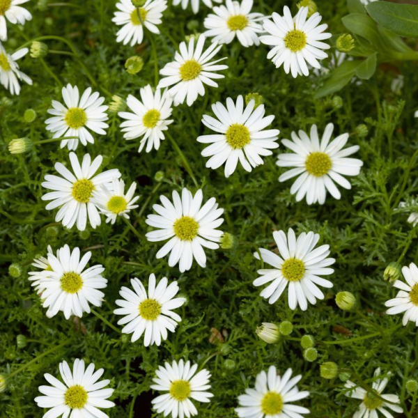 Brachyscome 'Pacific Cloud'