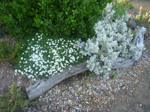 Brachyscome 'Pacific Cloud'