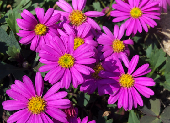 Brachyscome Pacific Reef