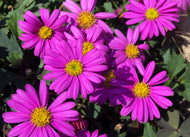 Brachyscome Pacific Reef