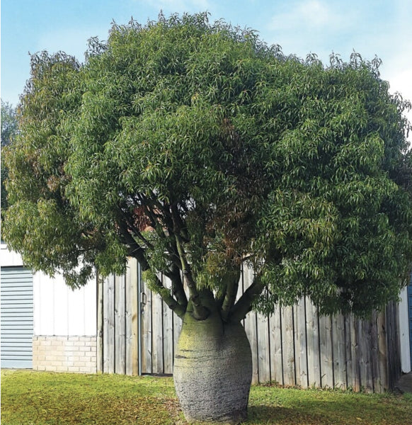Brachychiton rupestris Queensland Bottle Tree