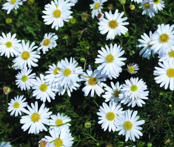 Brachyscome White Bliss