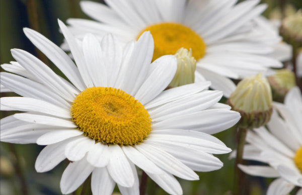 Brachyscome White Delight