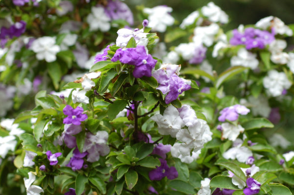 Brunsfelsia australis Sweet & Petite