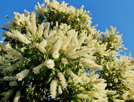 Buckinghamia celsissima Ivory Curl Tree