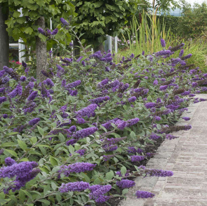 Buddleja Lo & Behold Blue Chip