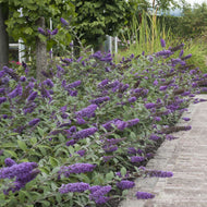 Buddleja Lo & Behold Blue Chip