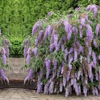 Buddleja Wisteria Lane