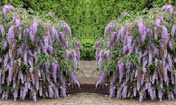 Buddleja Wisteria Lane