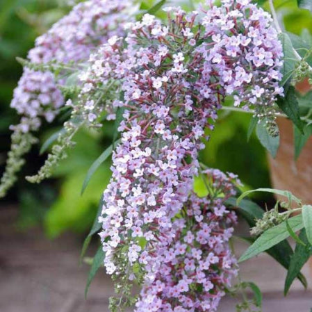 Buddleja Wisteria Lane