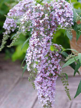 Load image into Gallery viewer, Buddleja &#39;Wisteria Lane&#39;
