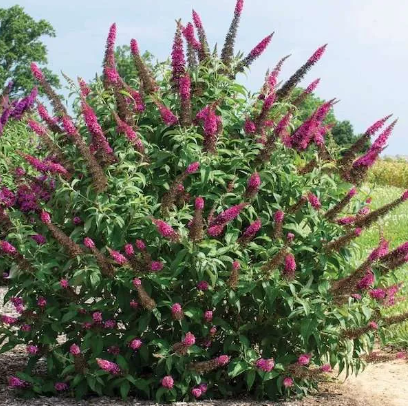 Buddleja CranRazz
