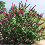 Buddleja CranRazz